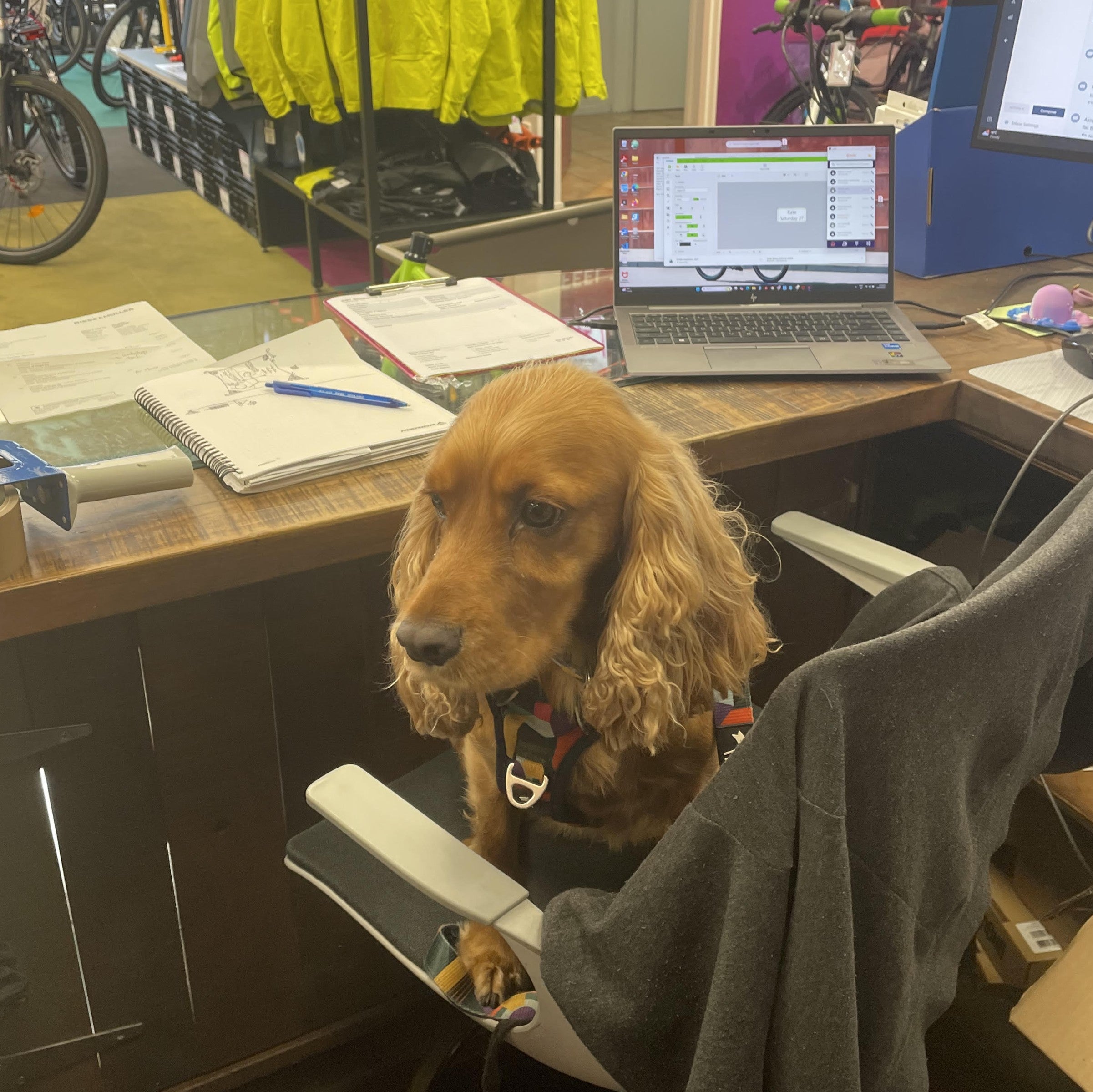 Cute dog sitting on at the EBT front counter